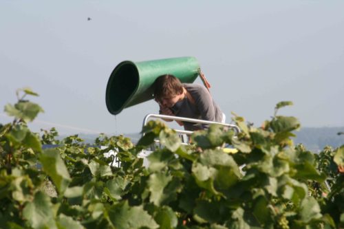 Weingut Rösch-Spies