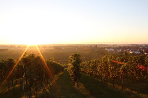 Weingut Rösch-Spies