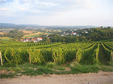 ausblick_auf_laubenheim